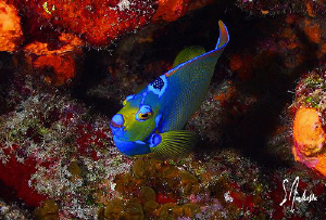 This image of a Queen Angel was taken during a dive at on... by Steven Anderson 